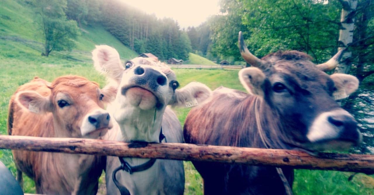Apart Ferienraich Arzl im Pitztal Ngoại thất bức ảnh